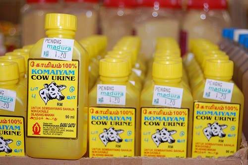 Cow urine drink